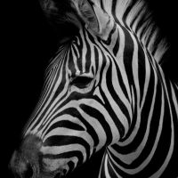Animal 118