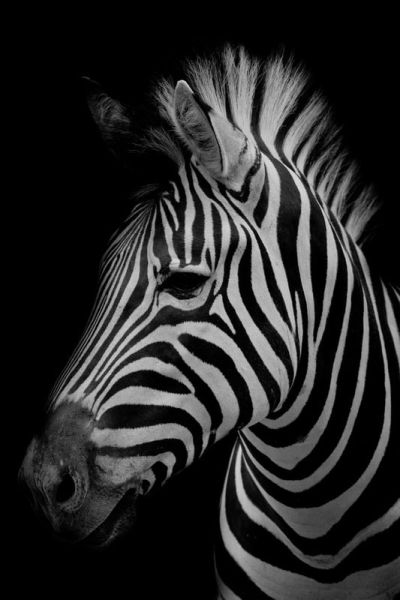 art oil painting reproduction of  Animal 118 museum quality handmade
