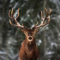 Animal 119