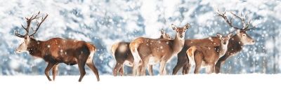 art oil painting reproduction of  Animal 120 museum quality handmade
