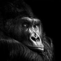 Animal 121