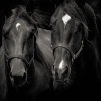 Animal 122