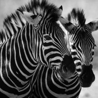 Animal 142
