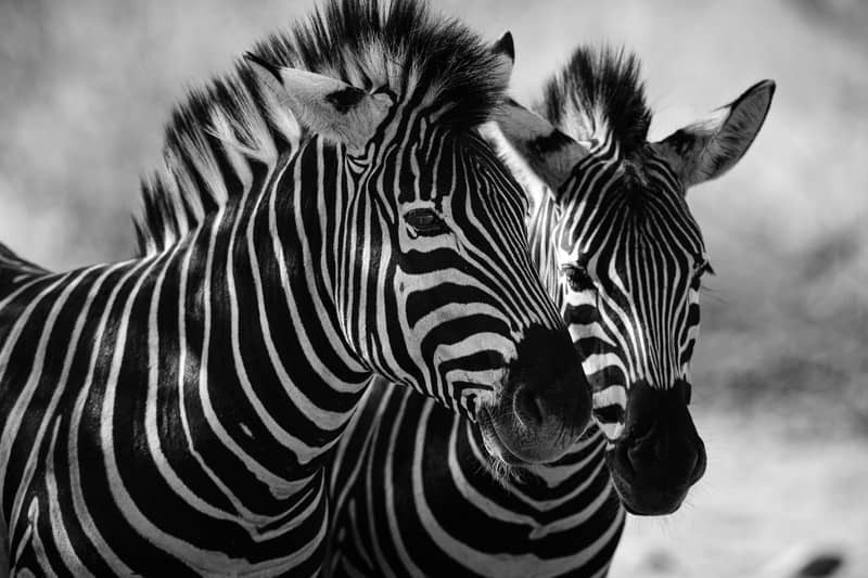 Animal 142