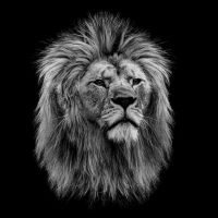 Animal 144