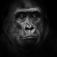 Animal 145