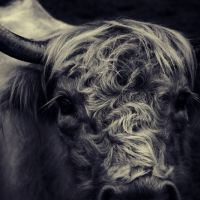 Animal 146