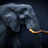 Animal 147
