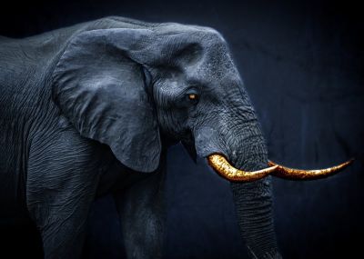 art oil painting reproduction of  Animal 147 museum quality handmade