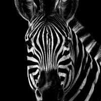 Animal 148