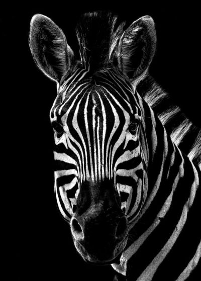 art oil painting reproduction of  Animal 148 museum quality handmade