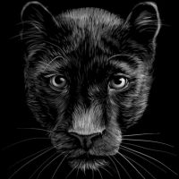 Animal 149