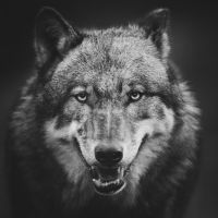 Animal 152