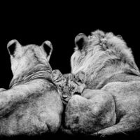 Animal 153