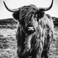 Animal 157
