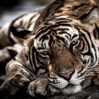 Animal 160