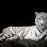 Animal 163