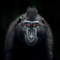 Animal 164