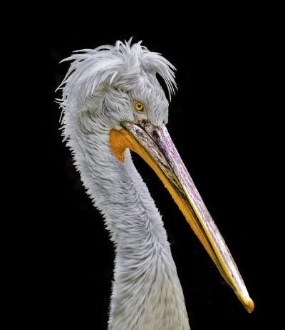 art oil painting reproduction of  Animal 166 museum quality handmade