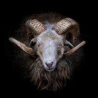Animal 167