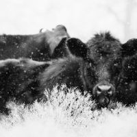 Animal 172