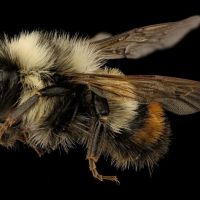 Animal 174
