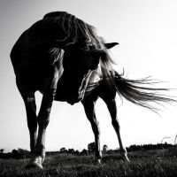 Animal 178