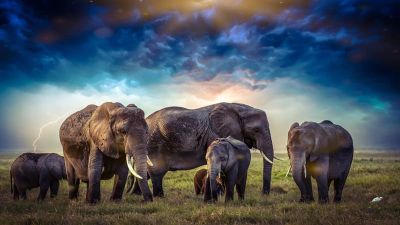 art oil painting reproduction of  Animal 184 museum quality handmade