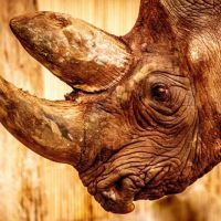 Animal 185