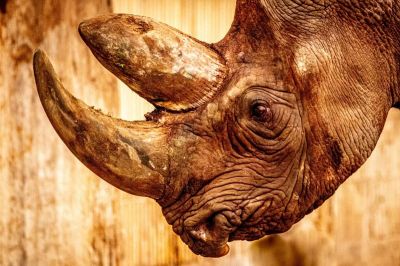 art oil painting reproduction of  Animal 185 museum quality handmade