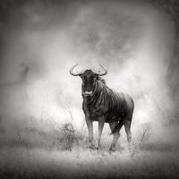 Animal 186