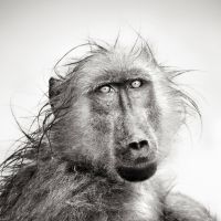 Animal 187