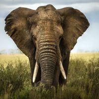 Animal 189