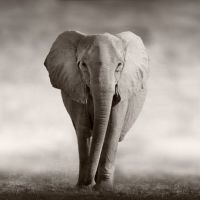 Animal 190