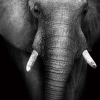 Animal 192