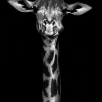 Animal 193