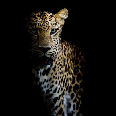 art oil painting reproduction of  Animal 196 museum quality handmade