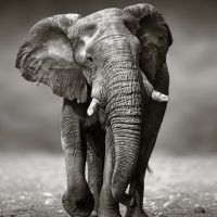 Animal 199