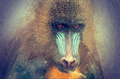 art oil painting reproduction of  Animal 200 museum quality handmade