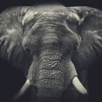 Animal 202