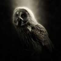 Animal 204