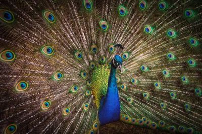 art oil painting reproduction of  Animal 205 museum quality handmade