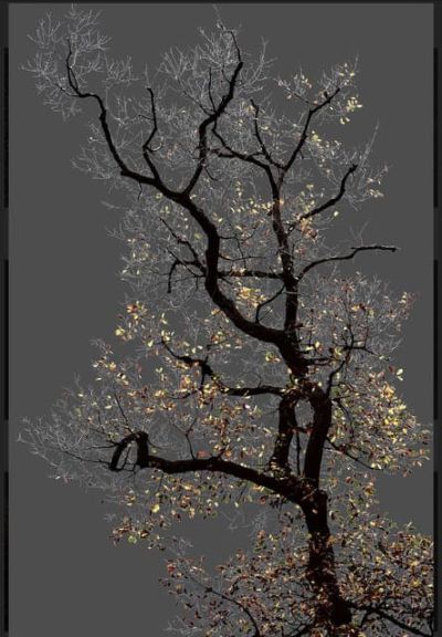 art oil painting reproduction of  Arman N 17 Dark Trees Series museum quality handmade
