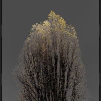 Arman N 22 Dark Trees Series