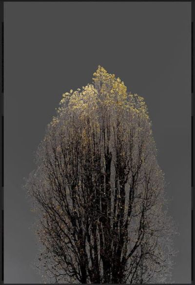 art oil painting reproduction of  Arman N 22 Dark Trees Series museum quality handmade