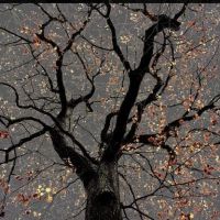 Arman N 25 Dark Trees Series