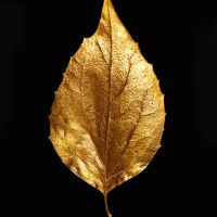 Black And Gold 12