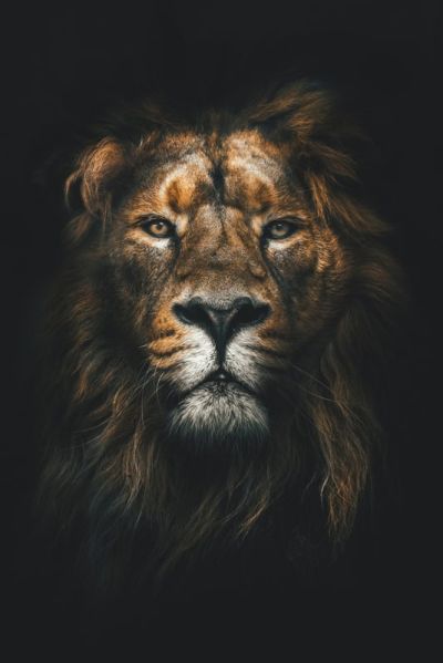 art oil painting reproduction of  Black And Gold 38 museum quality handmade
