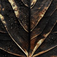 Black And Gold 68
