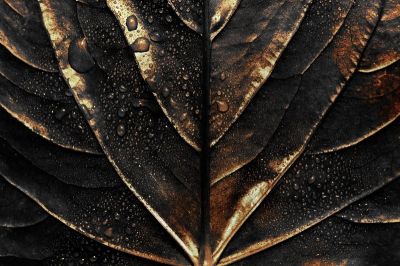 art oil painting reproduction of  Black And Gold 68 museum quality handmade